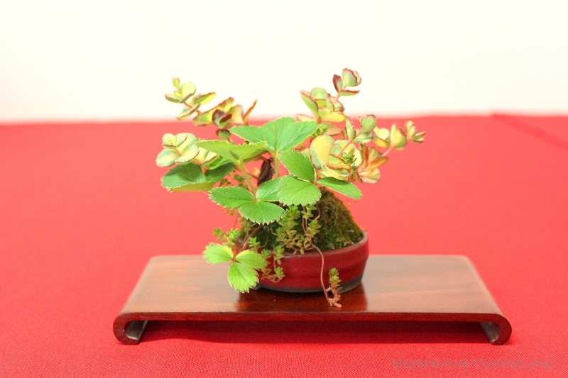 bonsai kiallitas a szegedi fuveszkertben a lotusznapokon